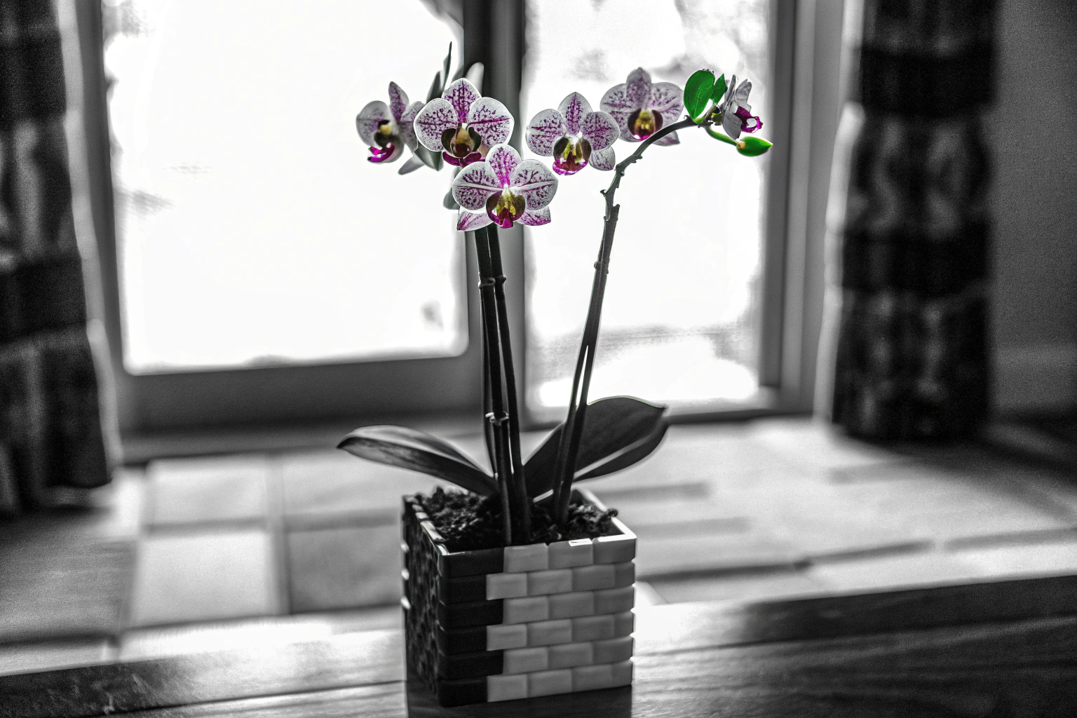 LEGO Icons Orchidee